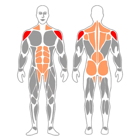 Ejercicio I o Elevación frontal de mancuernas sobre pelota suiza
