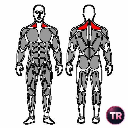 Elevación craneal: flexores cervicales profundos
