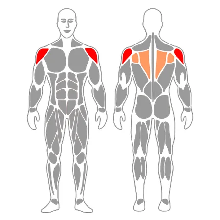 Elevación de hombro atrás