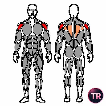 Raise of the shoulder backward