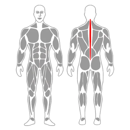 Activación multifidus en pronación