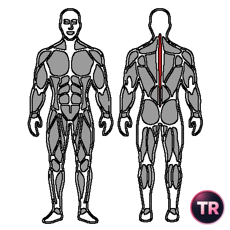 Activation multifidus seated