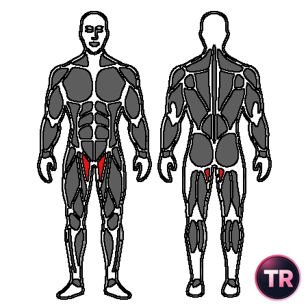 Stretch adductor short