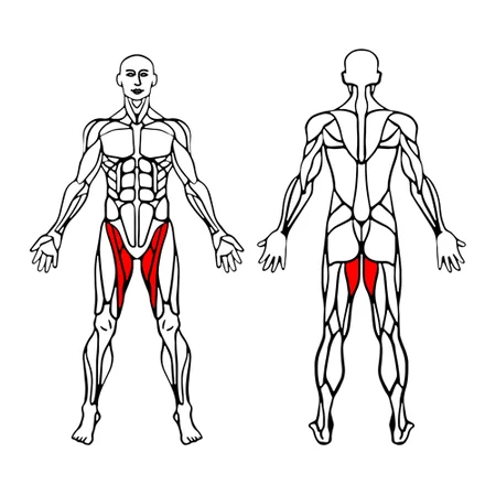 Aductores excentrico