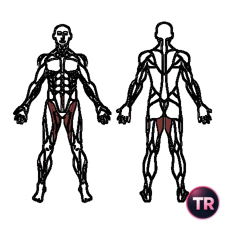 Adductors eccentric