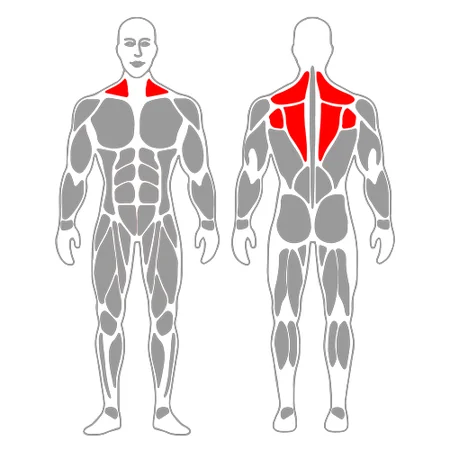 Estiramiento elevador de la escapula