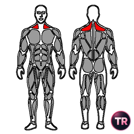 Stretch sternocleidomastoid