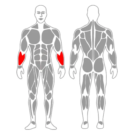 Stretch of flexors of wrist