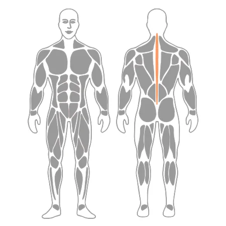 Estiramiento de nervio ciático sentado con piernas estiradas