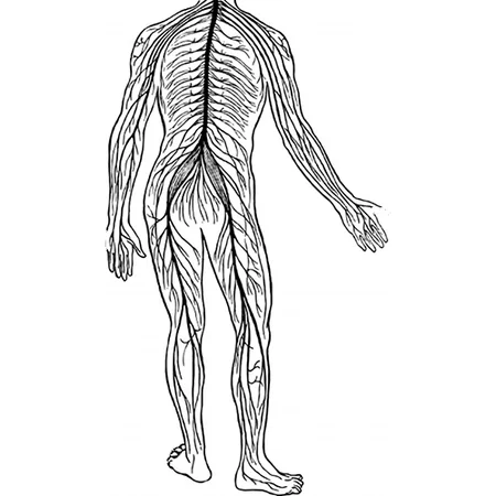Stretch nerve sciatic in supination