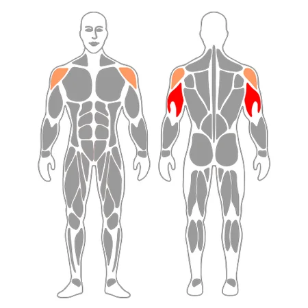 Extensión de brazos apoyado en banco plano
