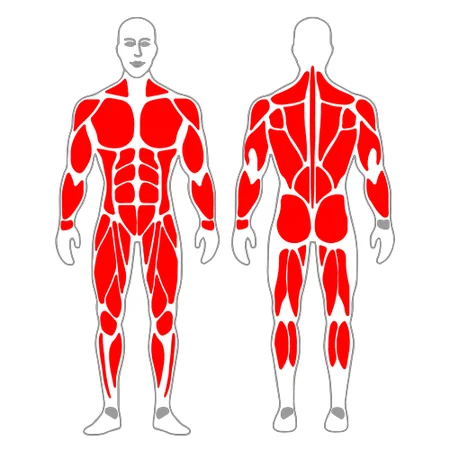 Extensión de cadera sobre apoyo de pies y manos