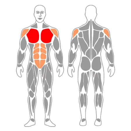 Aperturas de pectoral con mancuernas en banco inclinado