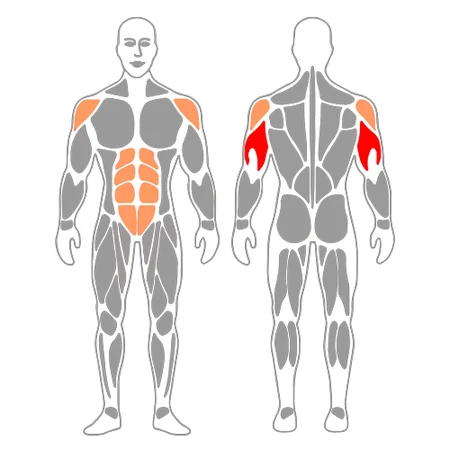 Extensión de triceps a una con mancuerna de pie