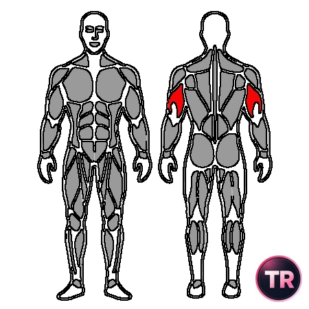Triceps extension seated on a machine