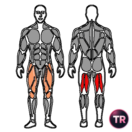 Active knee flexion