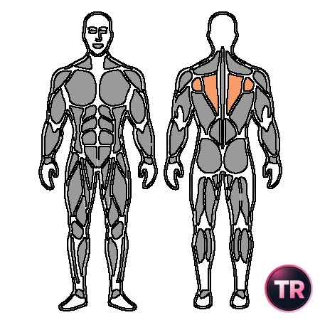 Fortalecimiento del trapecio inferior