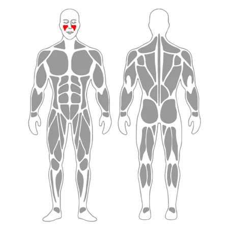 Automasaje del masetero