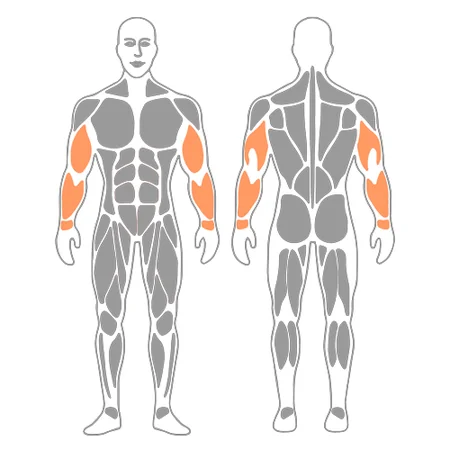 Movilización del nervio cubital : Dorsiflexión de muñeca