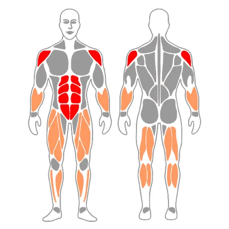 Pasos de oso o Bear crawls