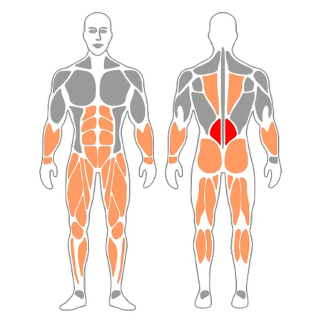 Peso muerto con barra o tradicional