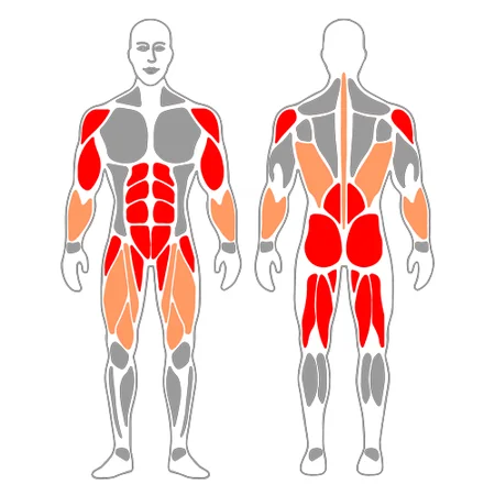 Peso muerto + curl biceps + press hombros