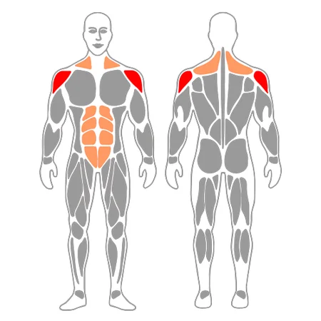 Press militar o de hombros con mancuernas de pie