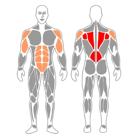 Remo con mancuerna con rodilla apoyada