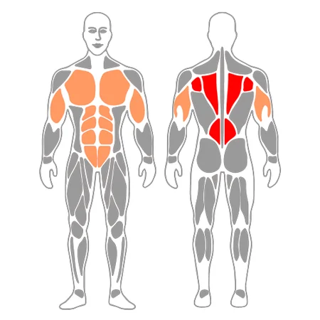 Remo con mancuernas en posición de flexiones de brazos