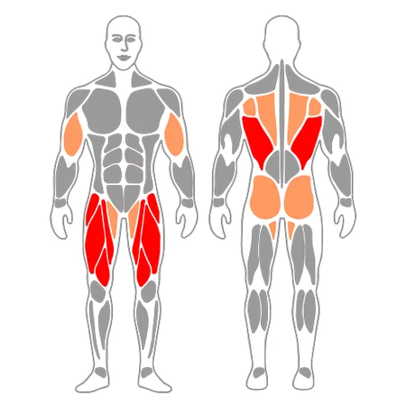 Remo y media sentadilla