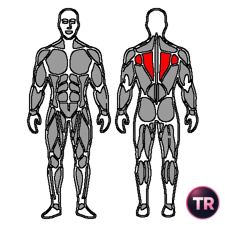 Protraction scapular with arm extended