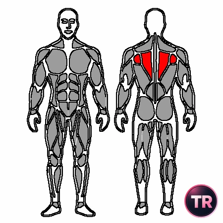 Retraction and protraction scapular