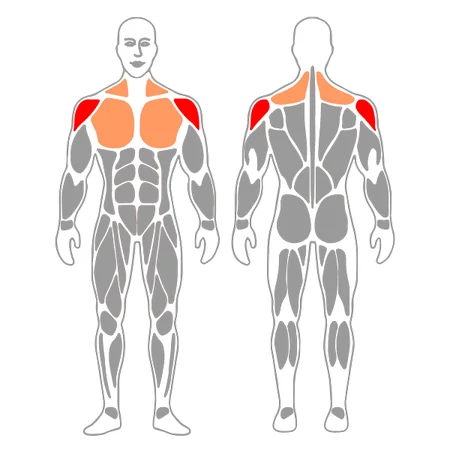 Rotación de hombros con mancuernas en 90º