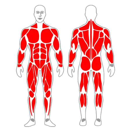 Contracción de gusano