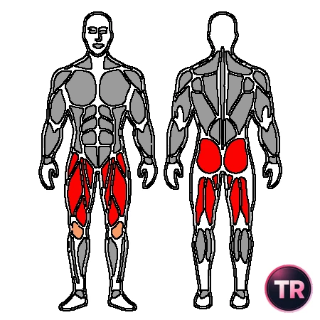 Contraction double of quadriceps and hamstrings