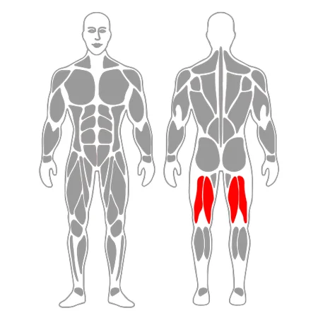 Contracción isométrica de femoral