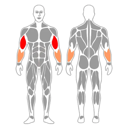 Curl de biceps alterno con mancuernas de pie agarre tipo martillo
