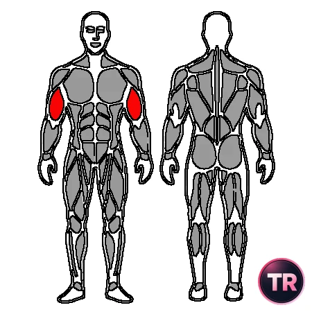Biceps curl eccentric with dumbbell support in the thigh