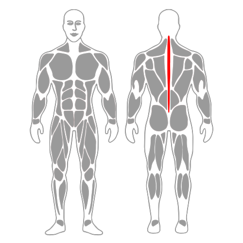 Activación multifidus en pronación