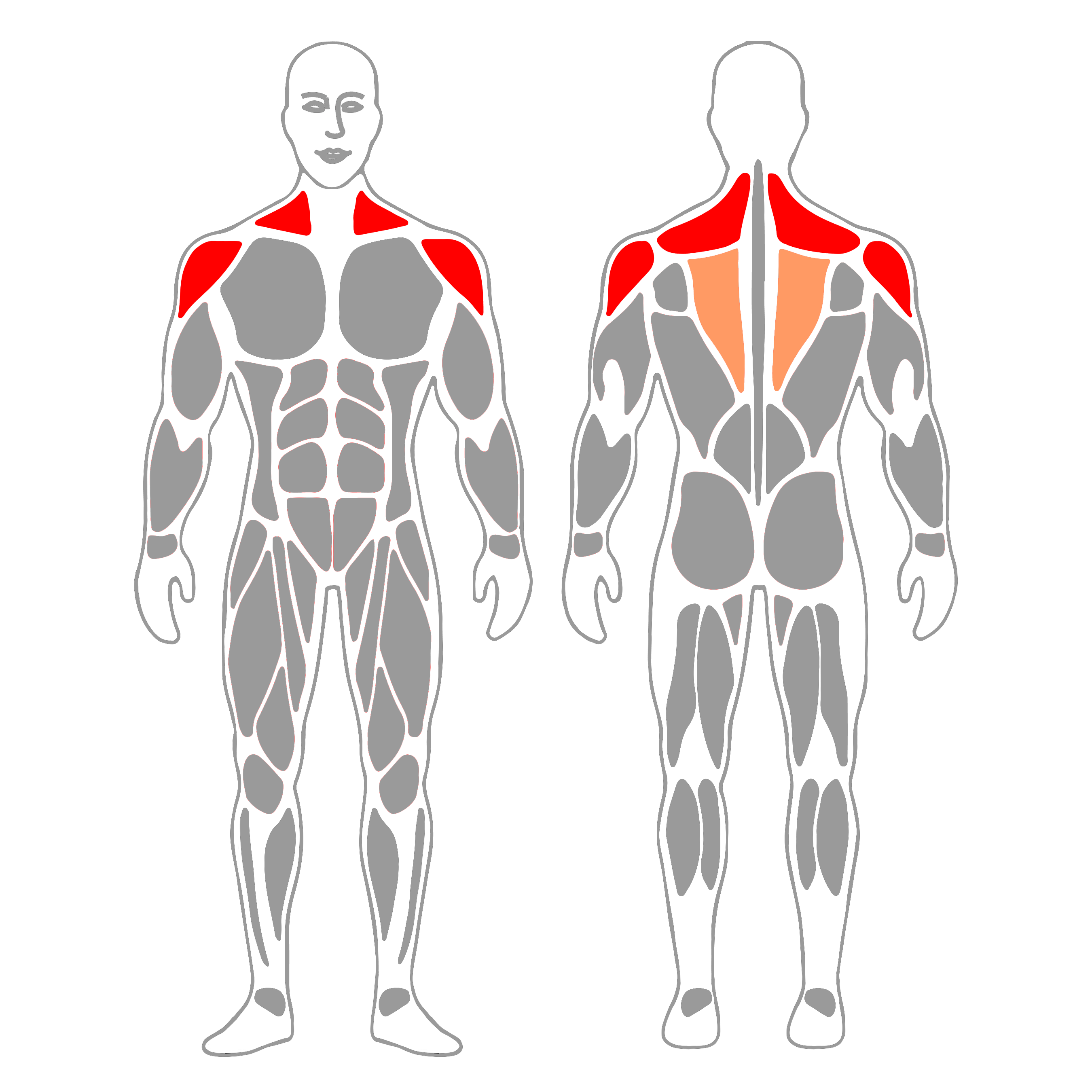 Elevación lateral con mancuernas sentado y tronco inclinado adelante