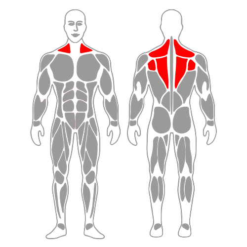 Estiramiento elevador de la escapula