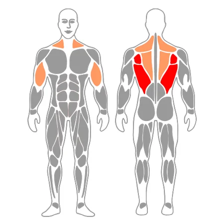 Jalón a la nuca en polea alta sentado