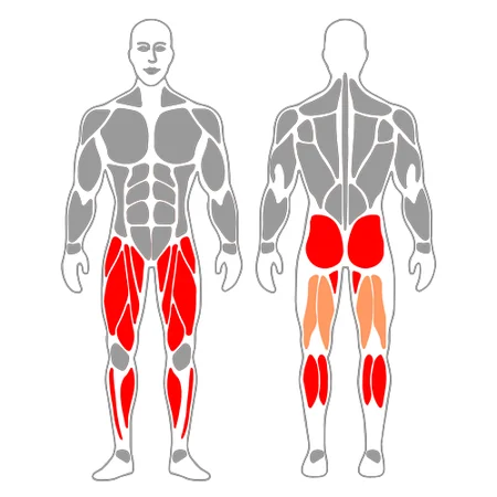 Media sentadilla y elevación de gemelos