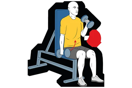 Curl de biceps alterno con mancuernas sentado agarre martillo