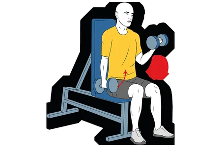 Curl de biceps alterno sentado con mancuernas con giro