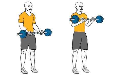 Curl de biceps con barra en z de pie