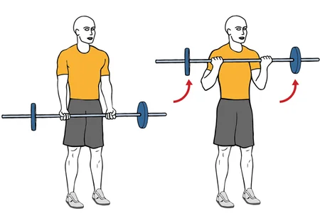 Curl de biceps con barra recta de pie agarre supino