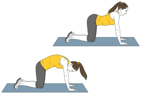 Estiramiento del gato