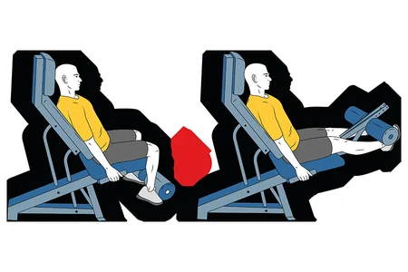 Extensión de piernas en maquina