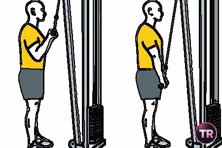 Extensión de tríceps con polea